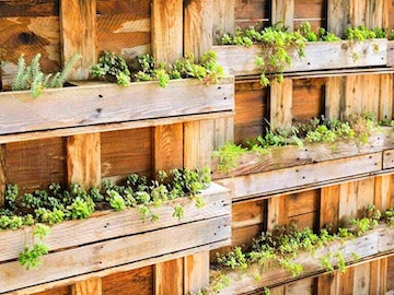 10 Urban Gardening Tips