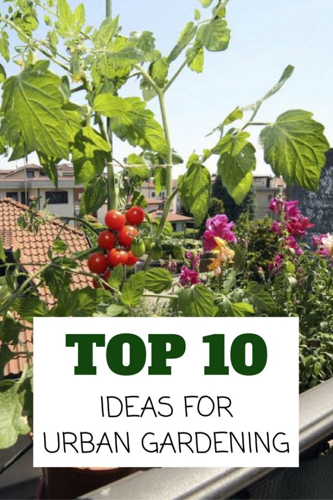 10 Urban Gardening Tips