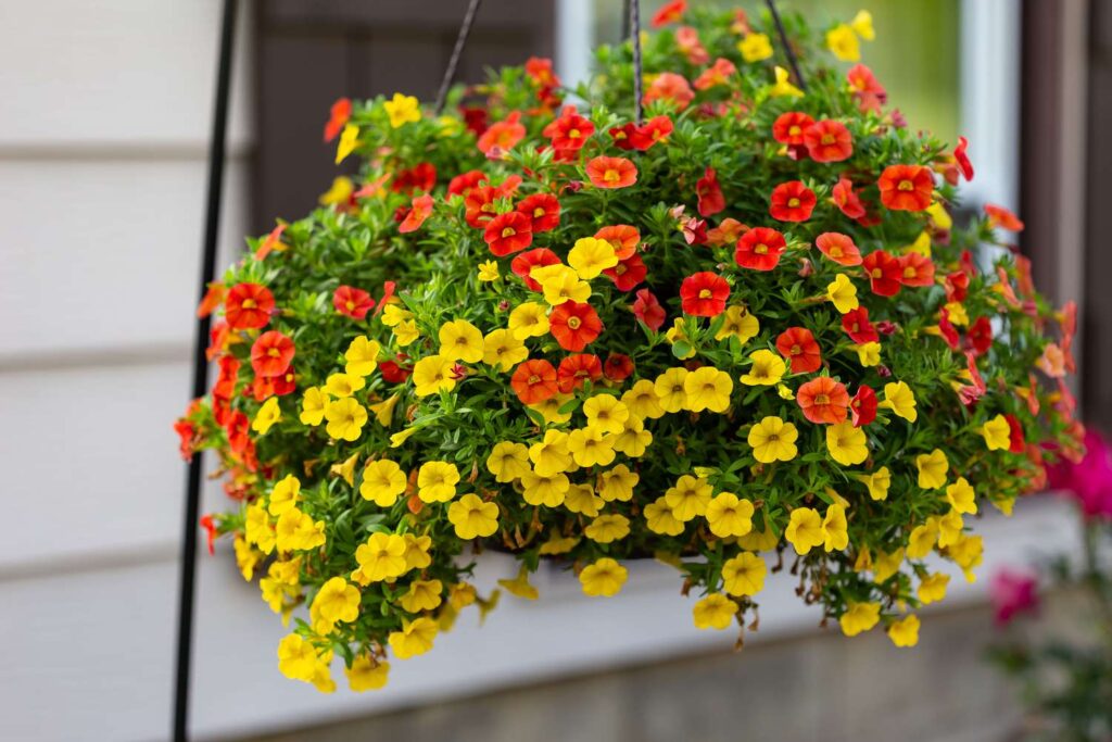Beautiful Hanging Basket Flowers