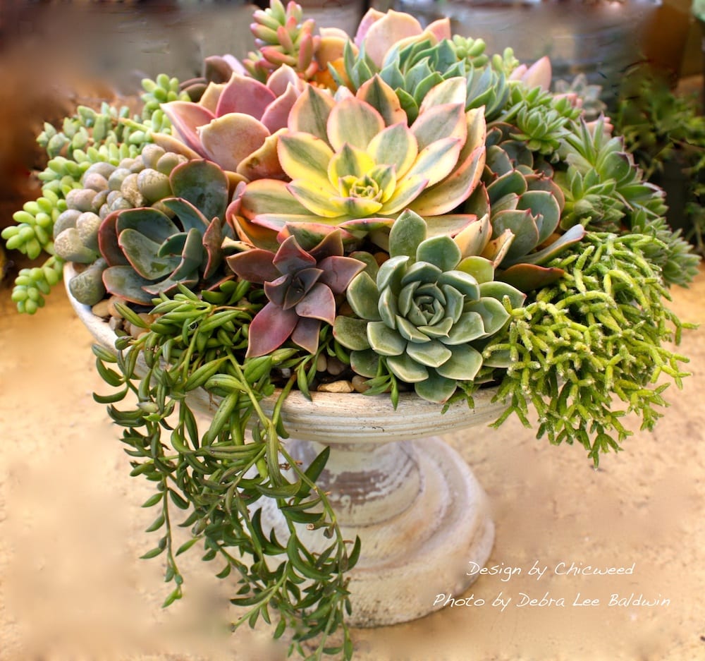 Creating a Stunning Succulent Composition