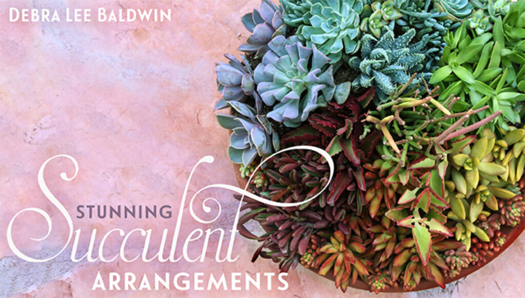 Creating a Stunning Succulent Composition