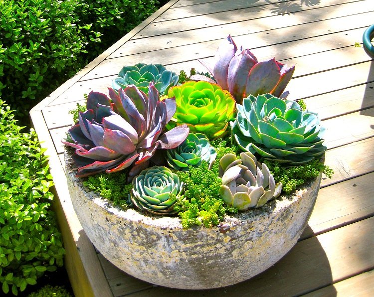 Creating a Stunning Succulent Composition