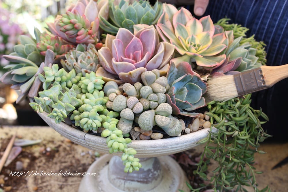 Creating a Stunning Succulent Composition