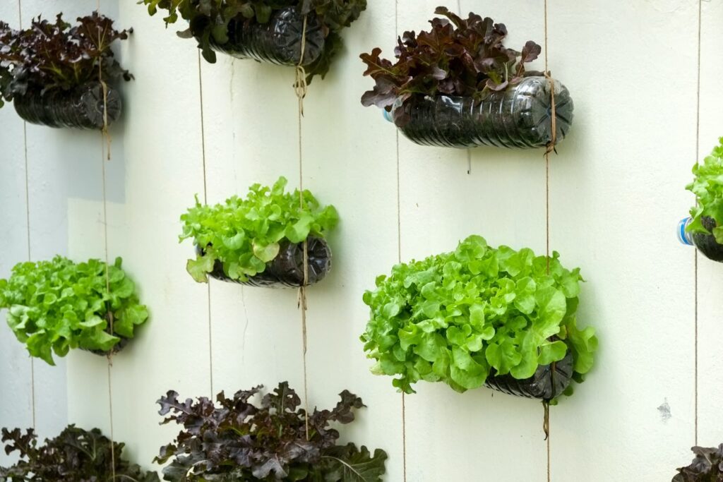 Creative Plant Choices For Vertical Gardens