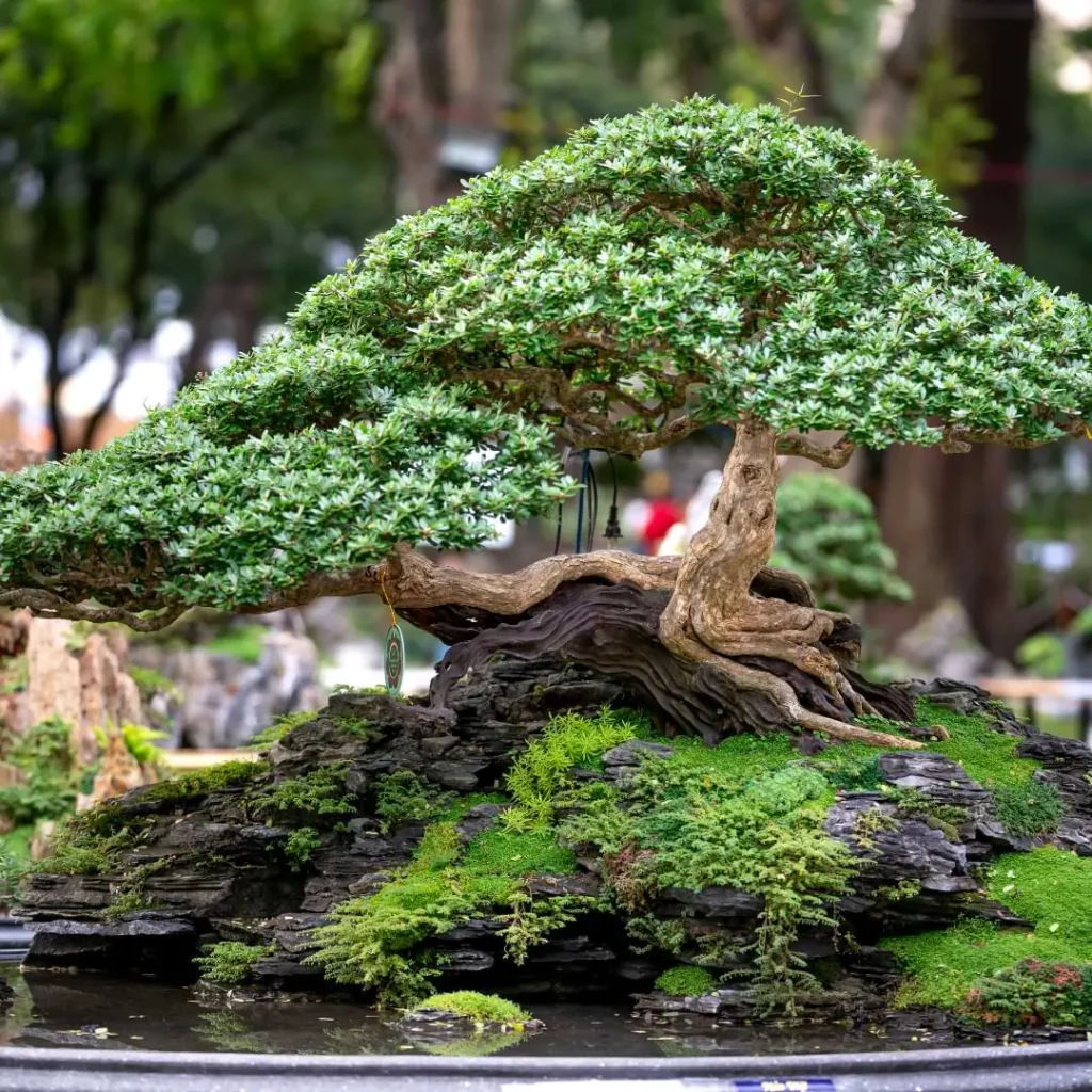 Finding The Perfect Bonsai Tree: Where To Look And What To Consider?