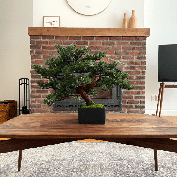 How To Use Bonsai Trees To Create A Zen-Inspired Home Decor