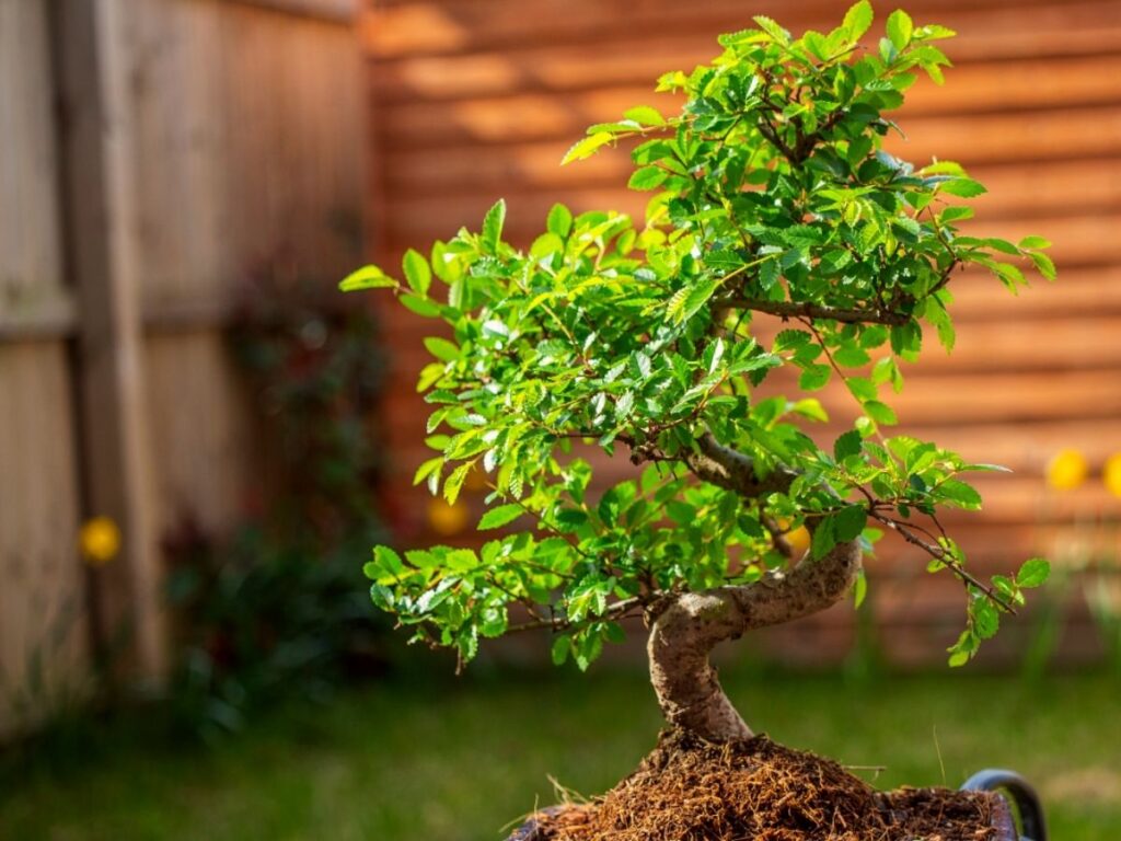 The 5 Best Bonsai Trees For Indoor Decor