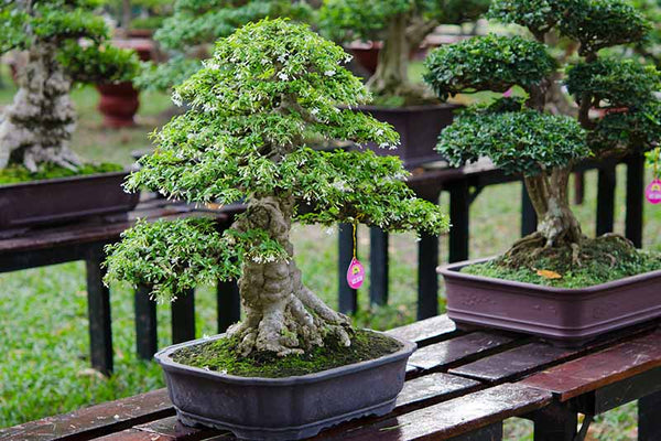 The Benefits Of Vertical Bonsai Gardens