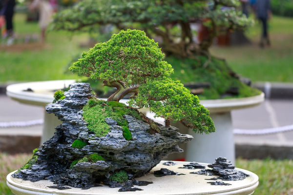 The Benefits Of Vertical Bonsai Gardens