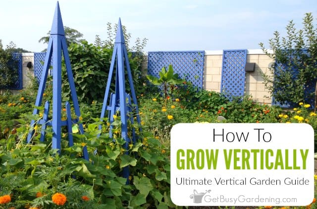 The Ultimate Guide To Vertical Gardening