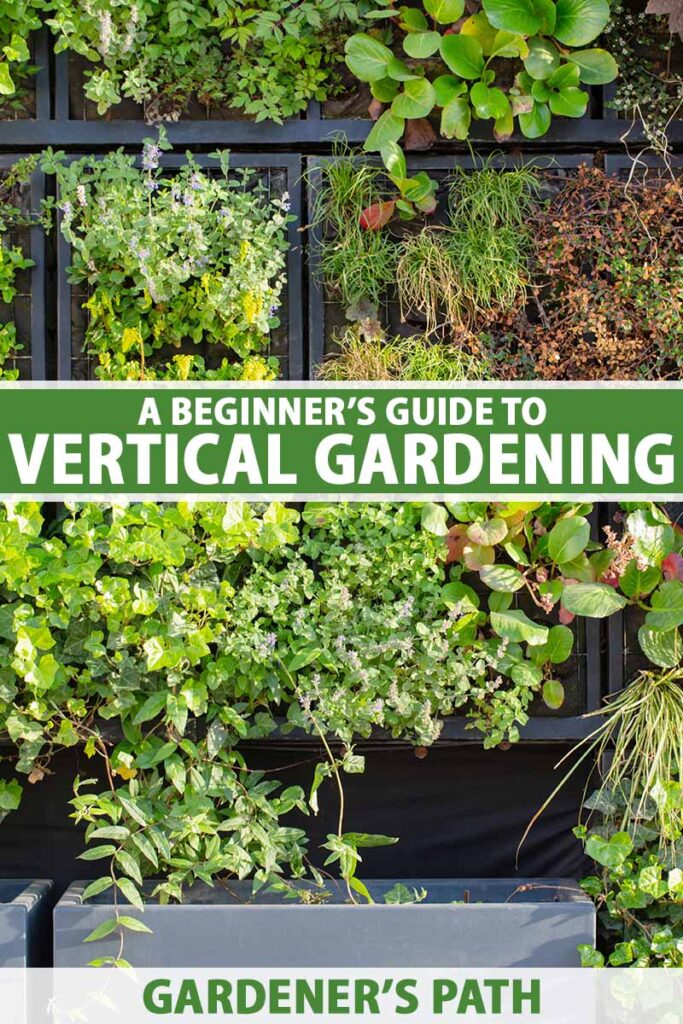 Vertical Gardening For Beginners: Getting Started