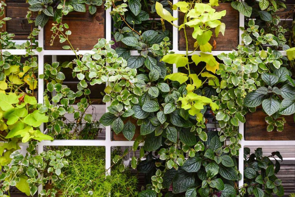Vertical Gardening For Beginners: Getting Started