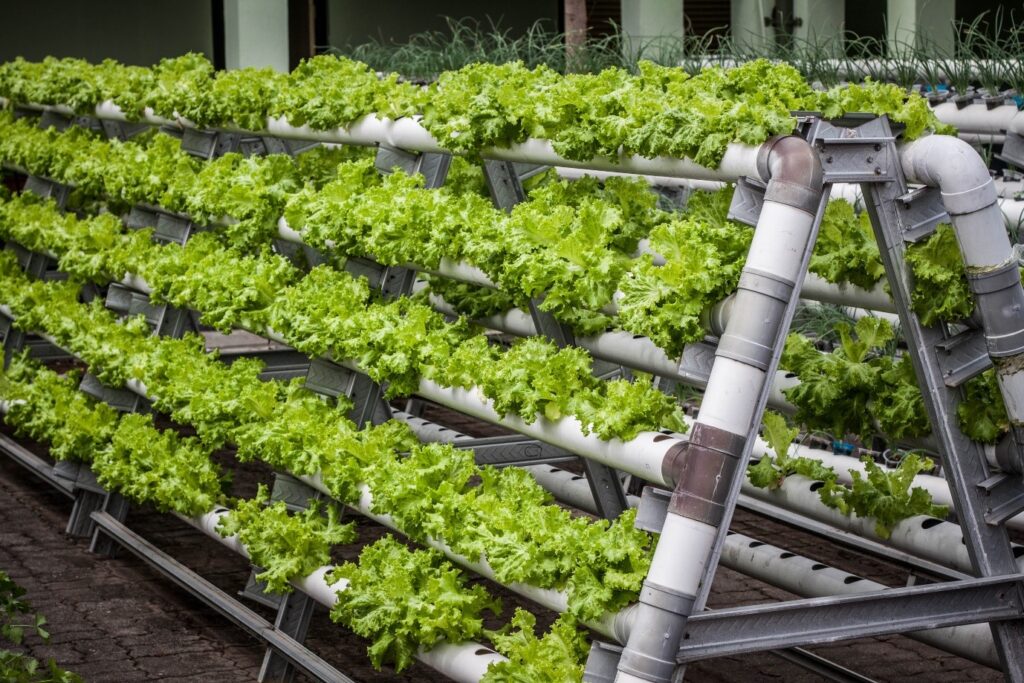 Vertical Gardening: The Future Of Urban Agriculture