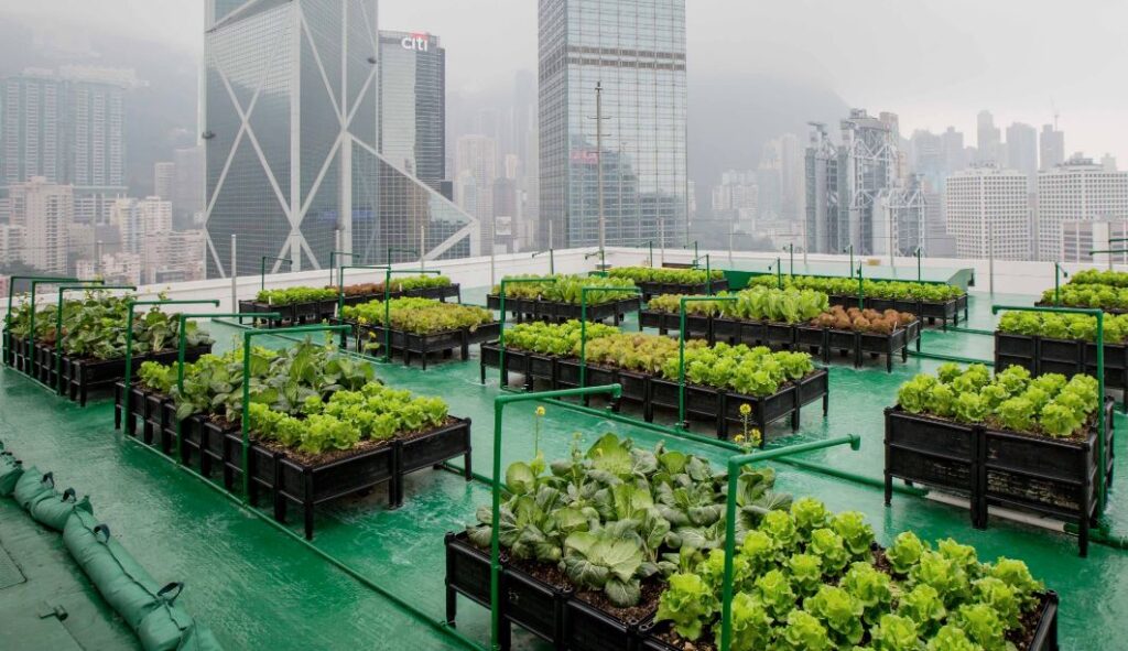 Vertical Gardening: The Future Of Urban Agriculture