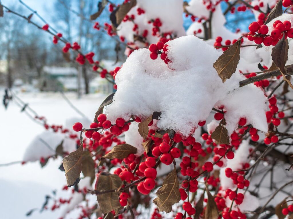 Beautiful Outdoor Plants That Will Handle The Winter