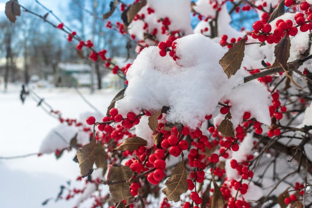 Beautiful Outdoor Plants That Will Handle The Winter