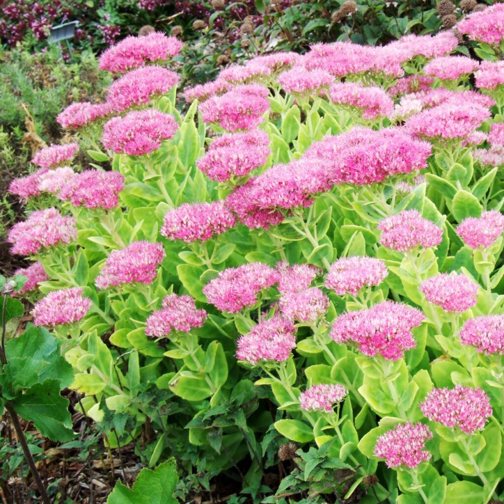 Beautiful Outdoor Plants That Will Handle The Winter