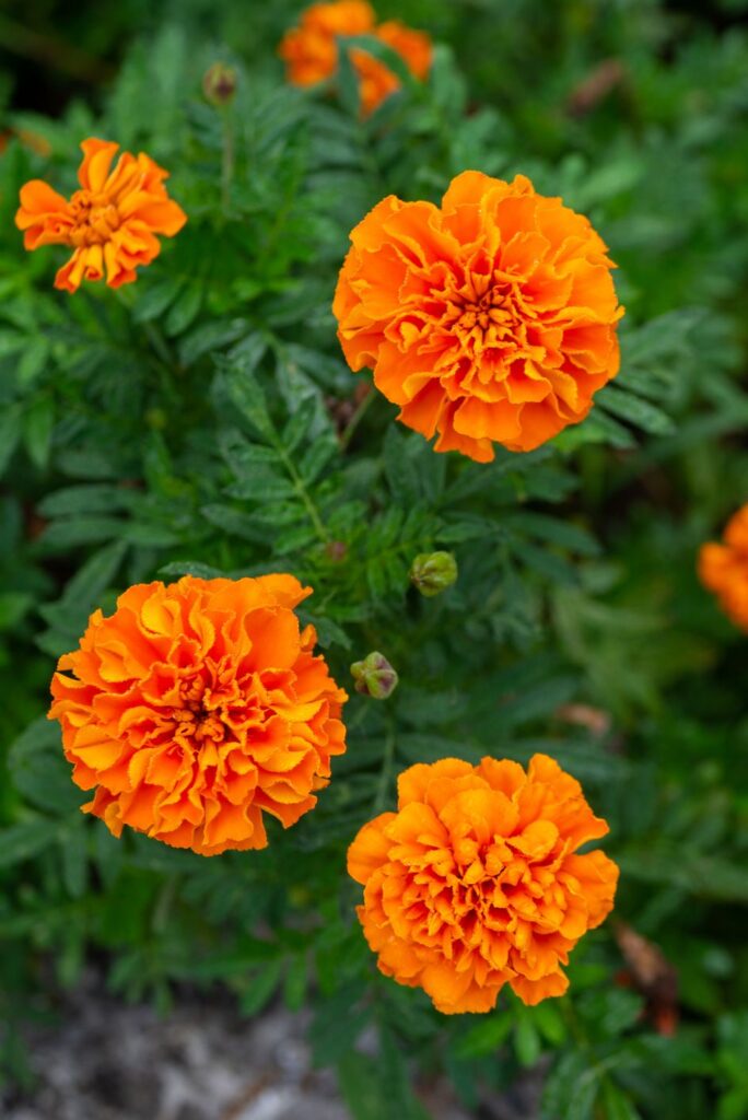 Best Fall Flowers To Brighten Up Your Garden With Warm Colours