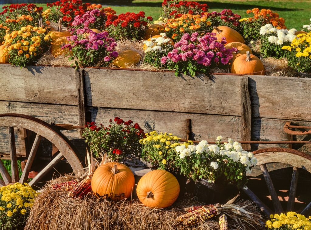 Best Fall Flowers To Brighten Up Your Garden With Warm Colours