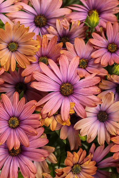 Best Fall Flowers To Brighten Up Your Garden With Warm Colours