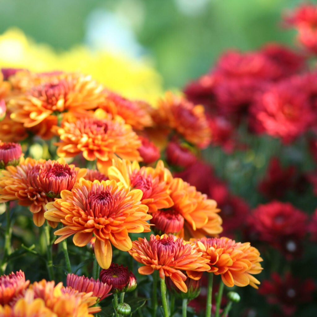 Best Fall Flowers To Brighten Up Your Garden With Warm Colours