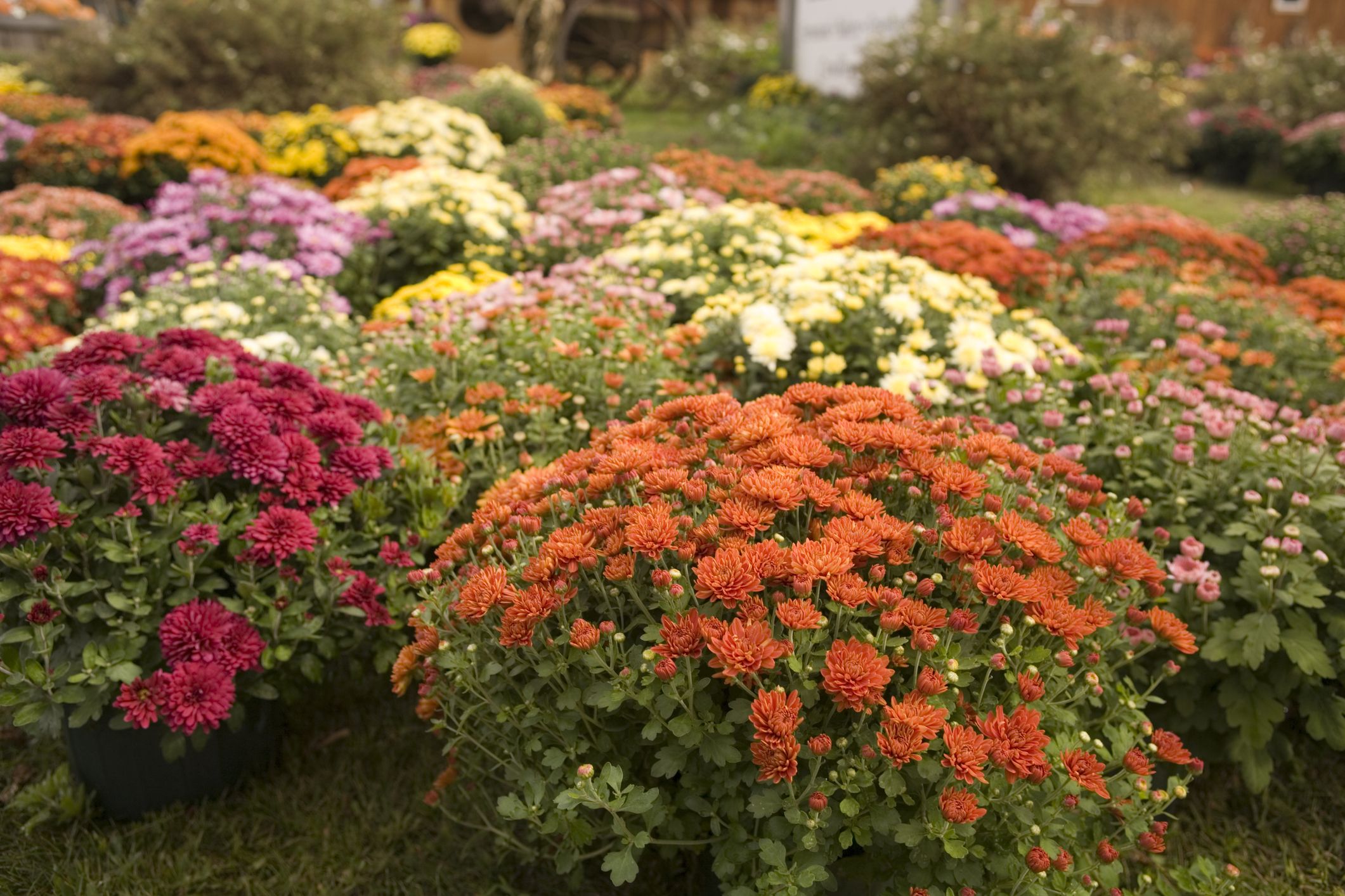 Best Fall Flowers To Brighten Up Your Garden With Warm Colours