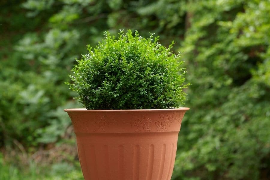 Best Winter Plants For Pots