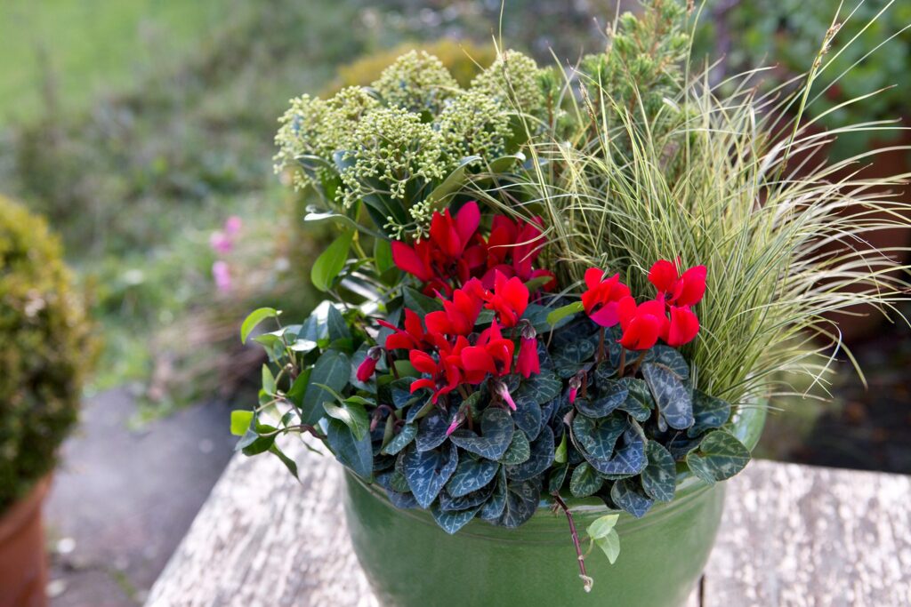 Best Winter Plants For Pots