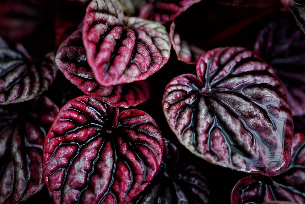 Halloween Indoor Plants