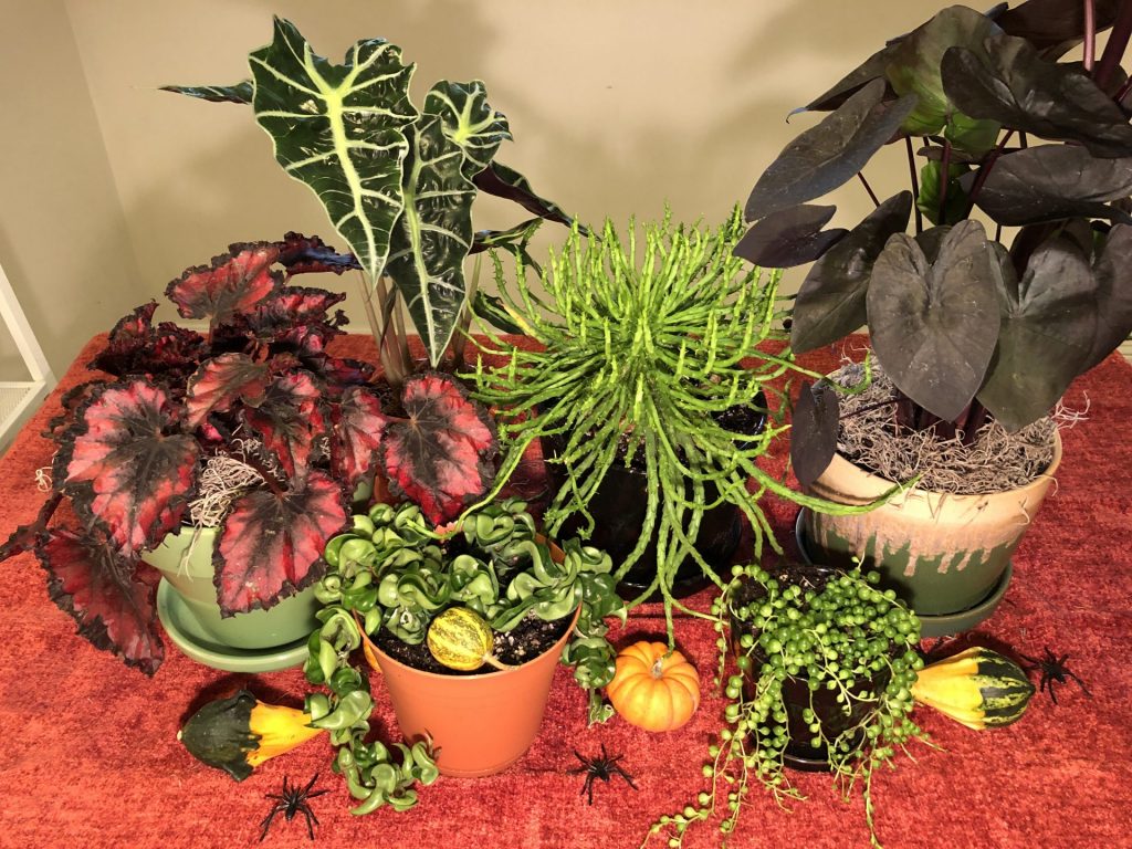 Halloween Indoor Plants