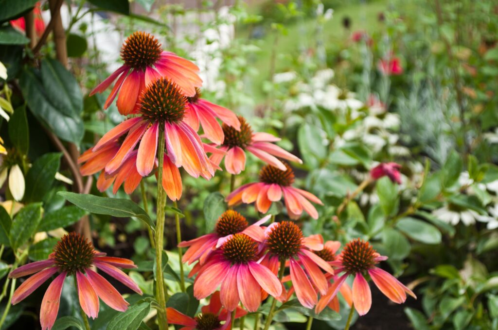 Plants That Thrive Outdoors During The Fall