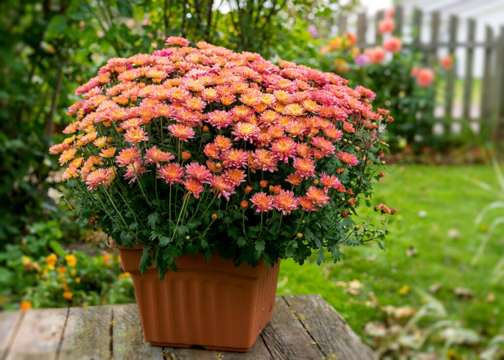 Plants That Thrive Outdoors During The Fall