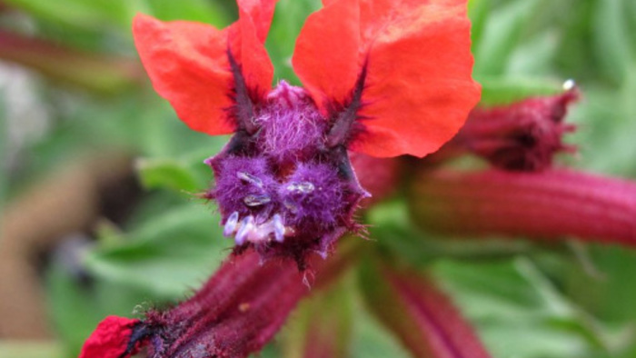 Scary Plants To Set A Spooky Mood For Halloween