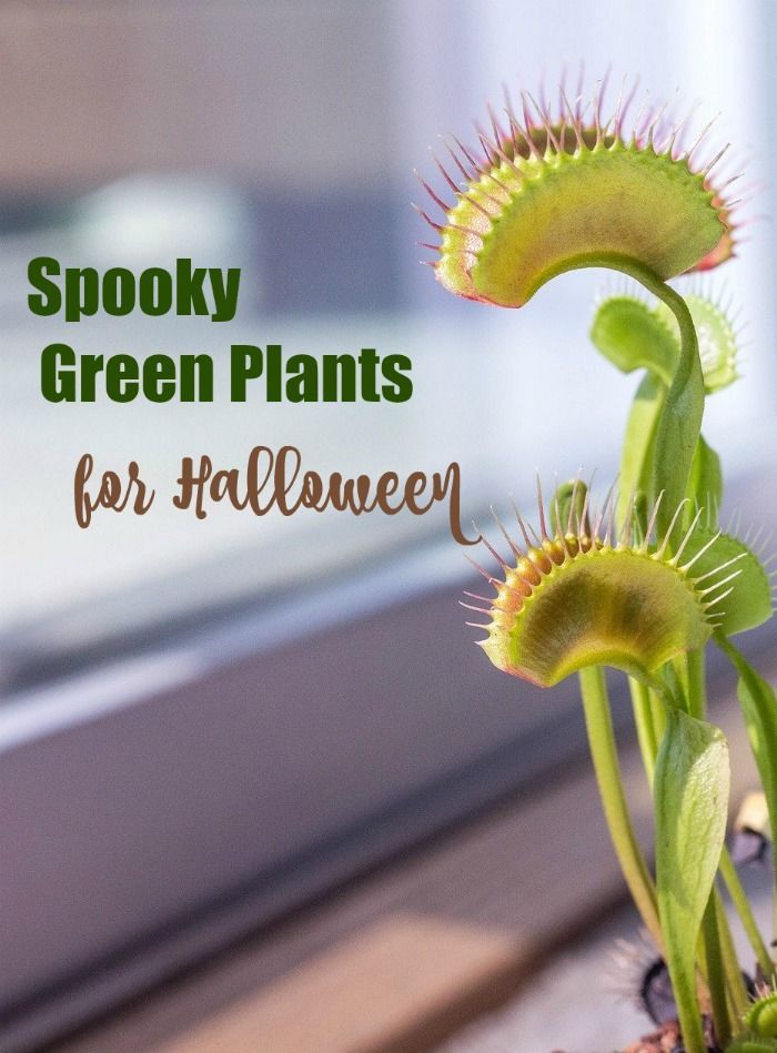 Scary Plants To Set A Spooky Mood For Halloween