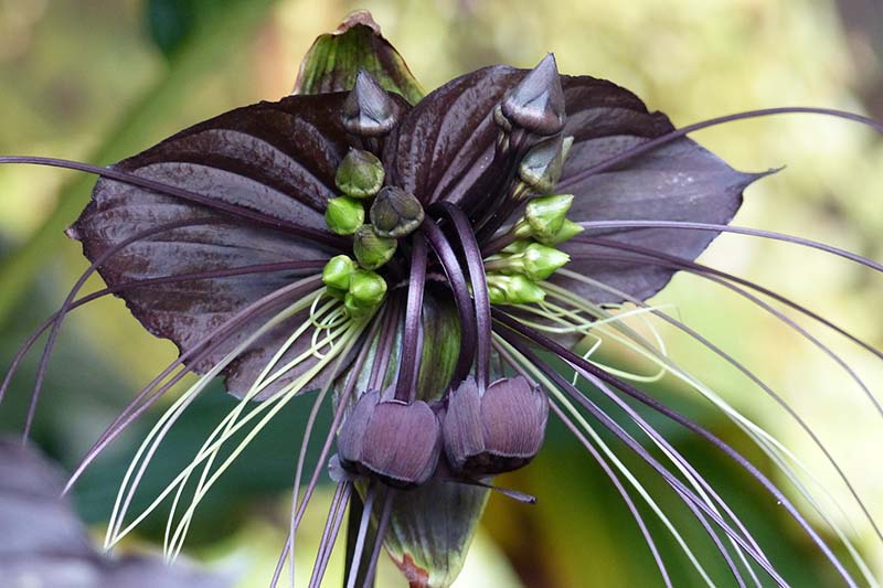 Some Of The Most Creepy Flower For Halloween