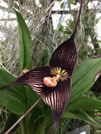 Some Of The Most Creepy Flower For Halloween