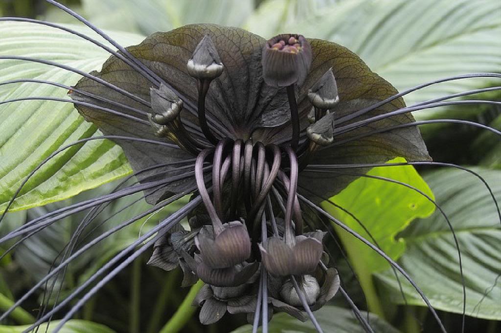 Some Of The Most Creepy Flower For Halloween