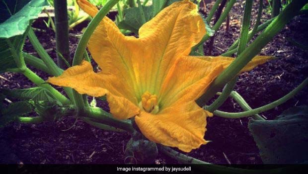 The Beauty And Benefits Of Pumpkin Flowers: A Guide To Growing And Enjoying Them