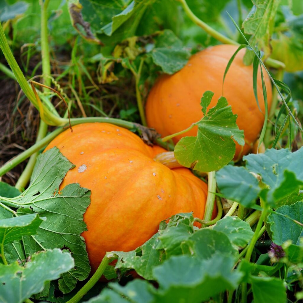 The Beauty And Benefits Of Pumpkin Flowers: A Guide To Growing And Enjoying Them