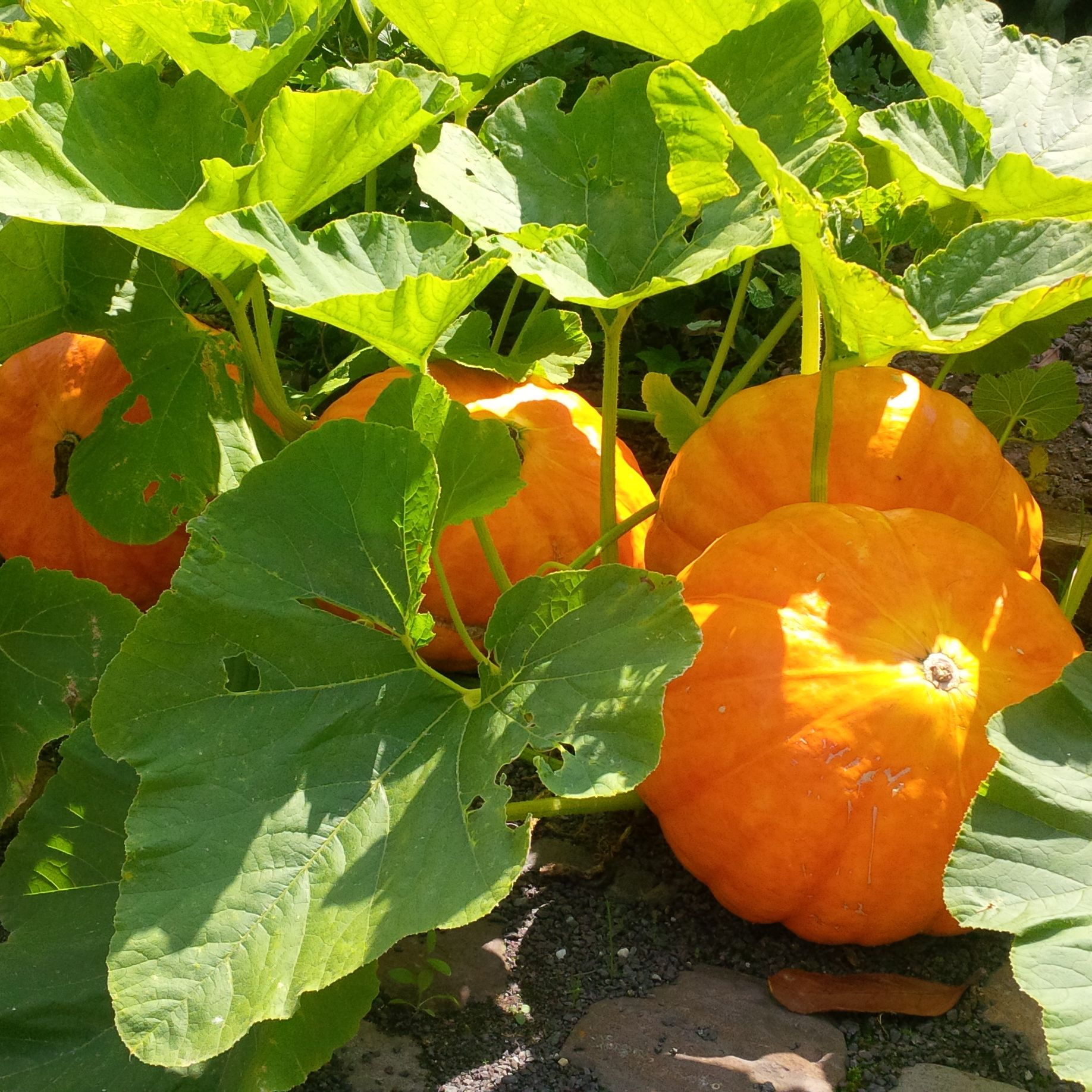 The Beauty And Benefits Of Pumpkin Flowers: A Guide To Growing And Enjoying Them