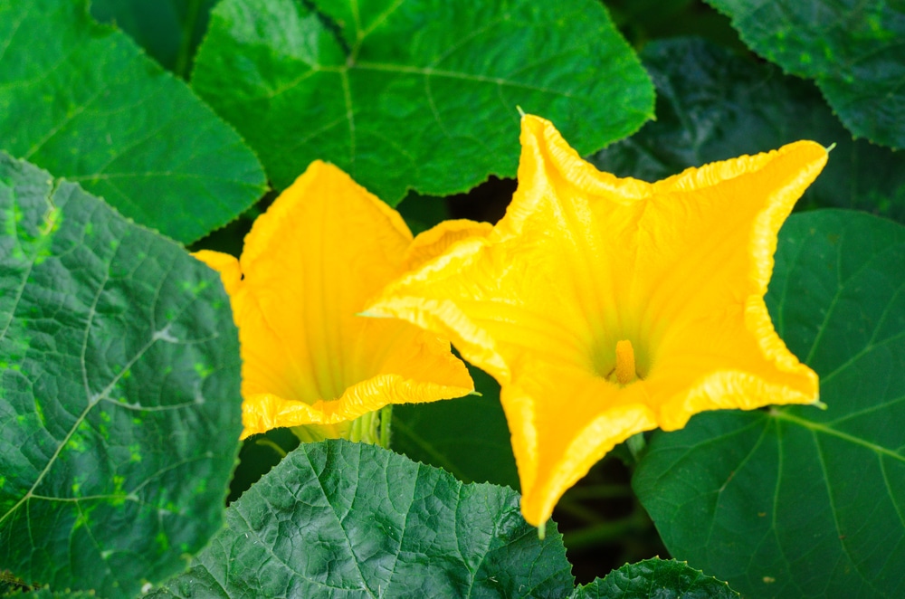 The Beauty And Benefits Of Pumpkin Flowers: A Guide To Growing And Enjoying Them