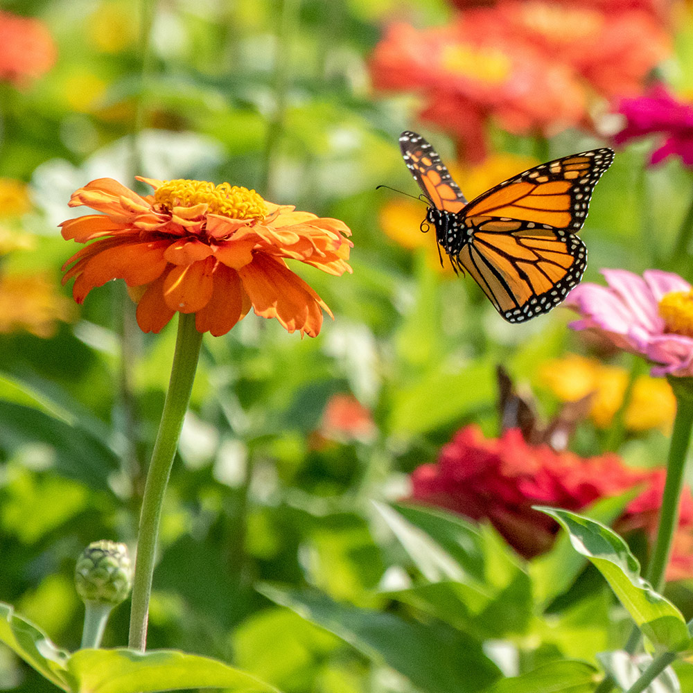 Vertical Gardens For Pollinator Conservation: Butterfly And Bee-Friendly